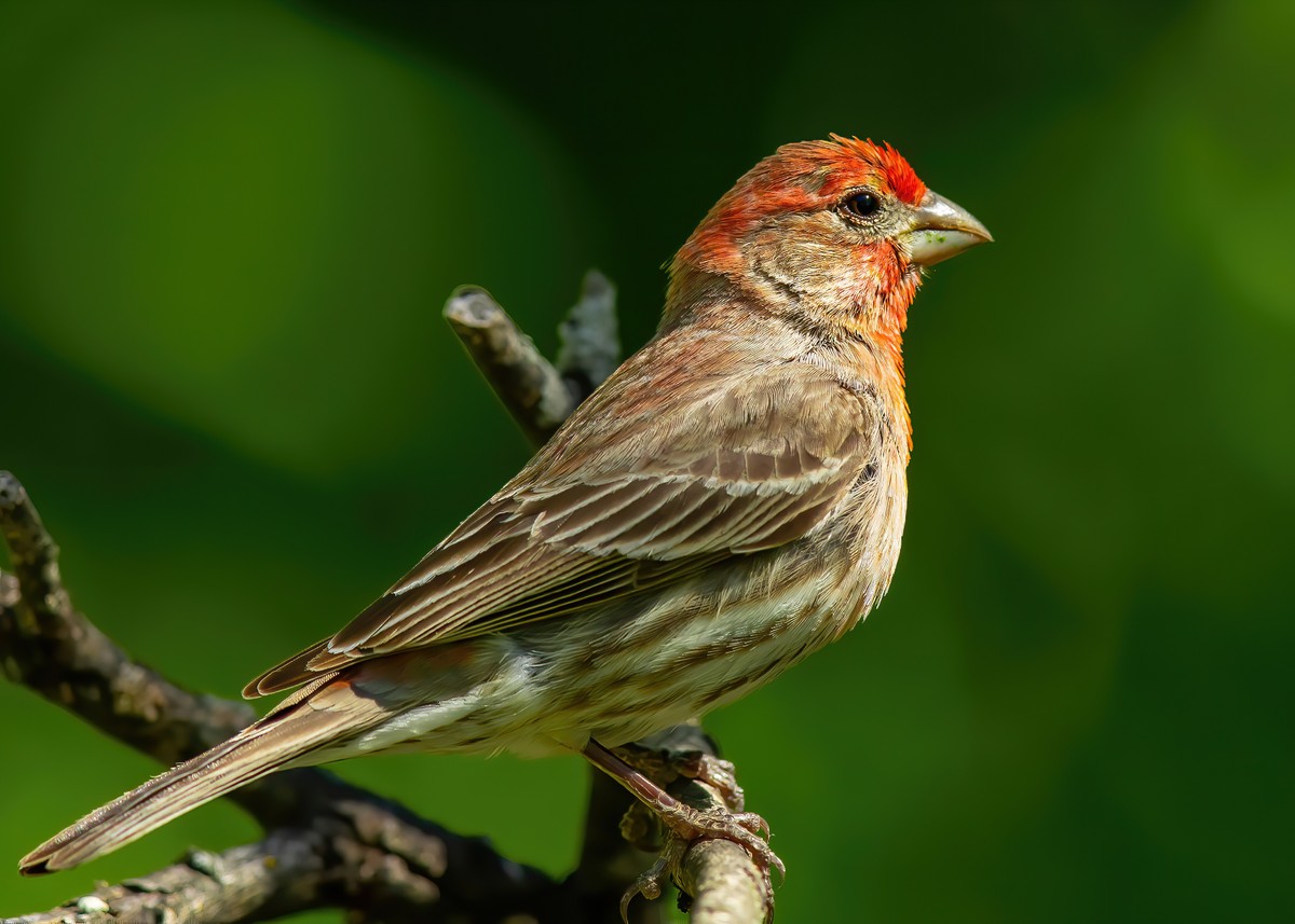 Sparrows, Titmice, Finches - Texas Photo Man